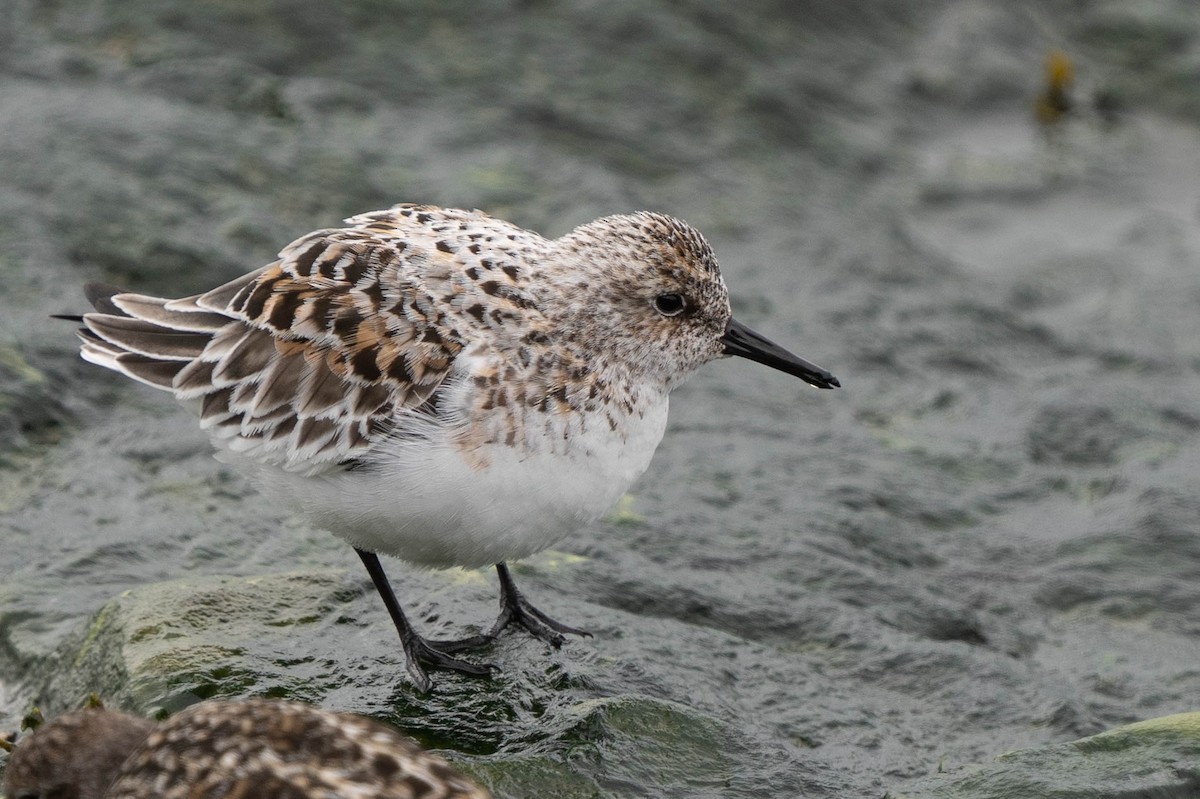 Sanderling - ML464822681