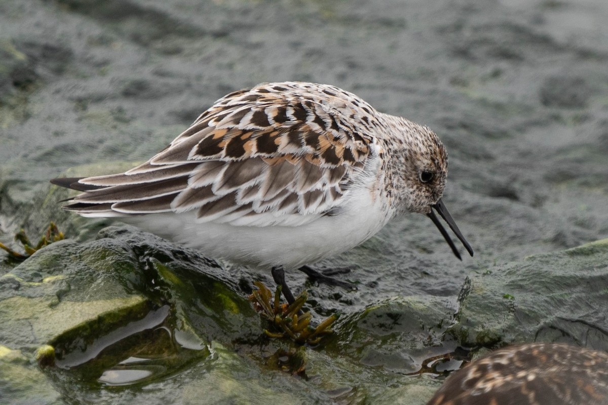 Sanderling - ML464822701