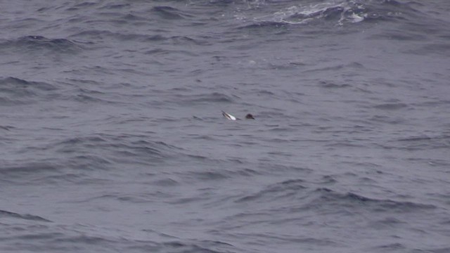 Antarctic Petrel - ML464822891