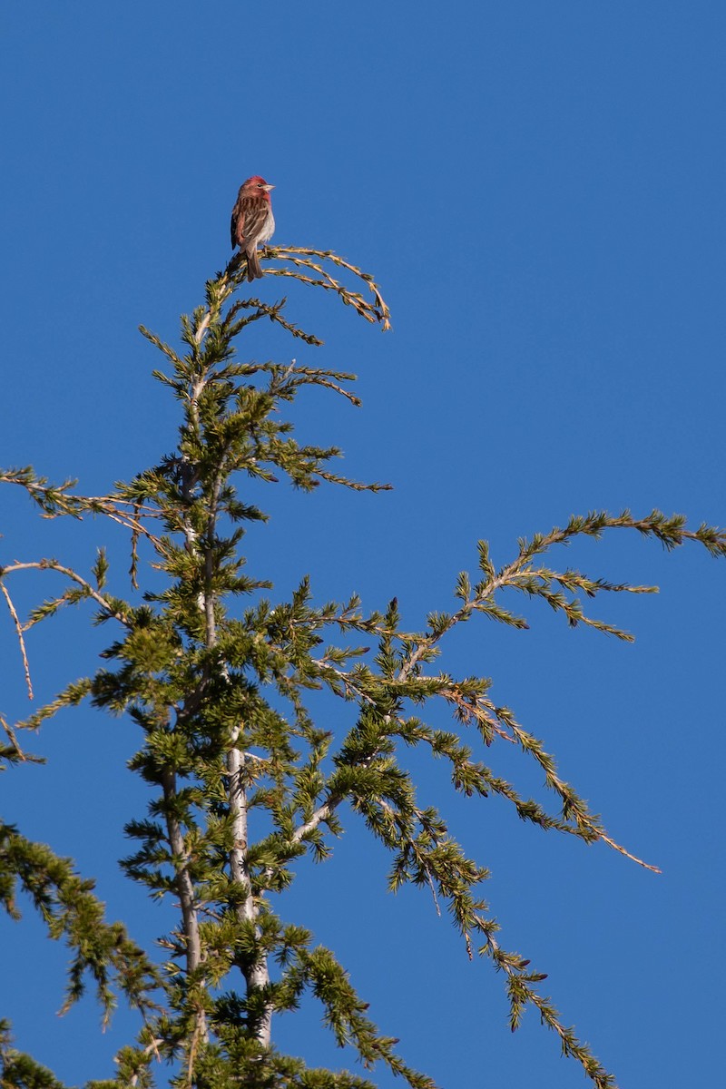 Cassin's Finch - ML464822931