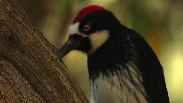 ドングリキツツキ - eBird