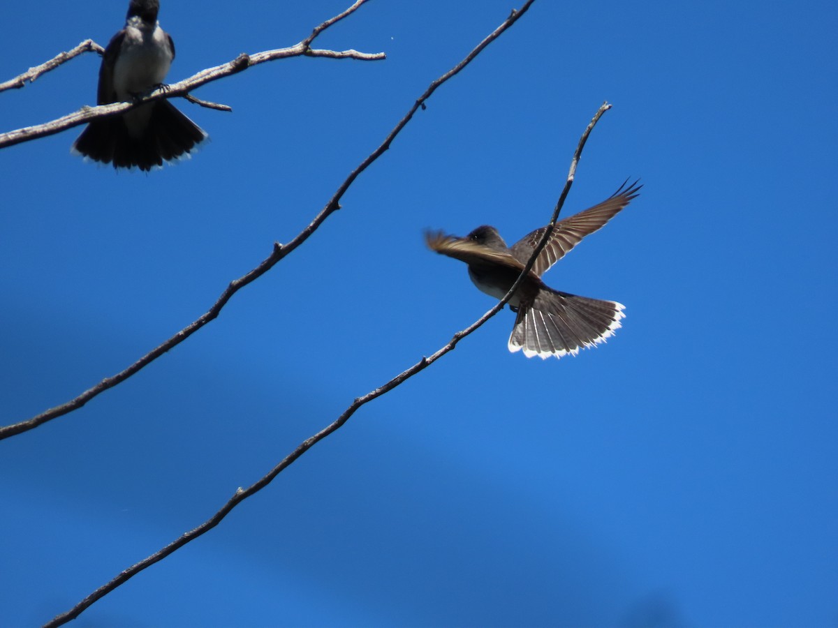 Eastern Kingbird - Carla Bregman