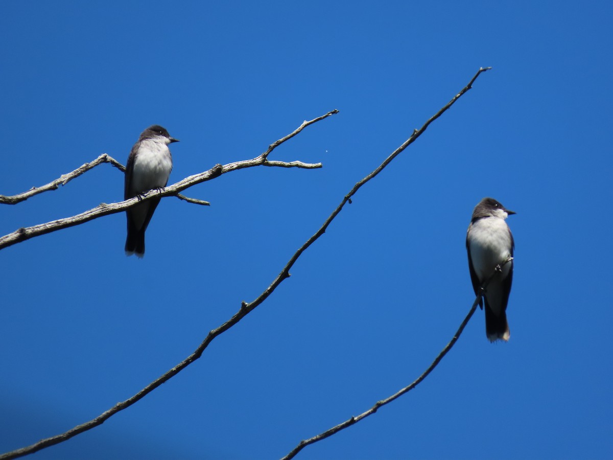 Eastern Kingbird - Carla Bregman