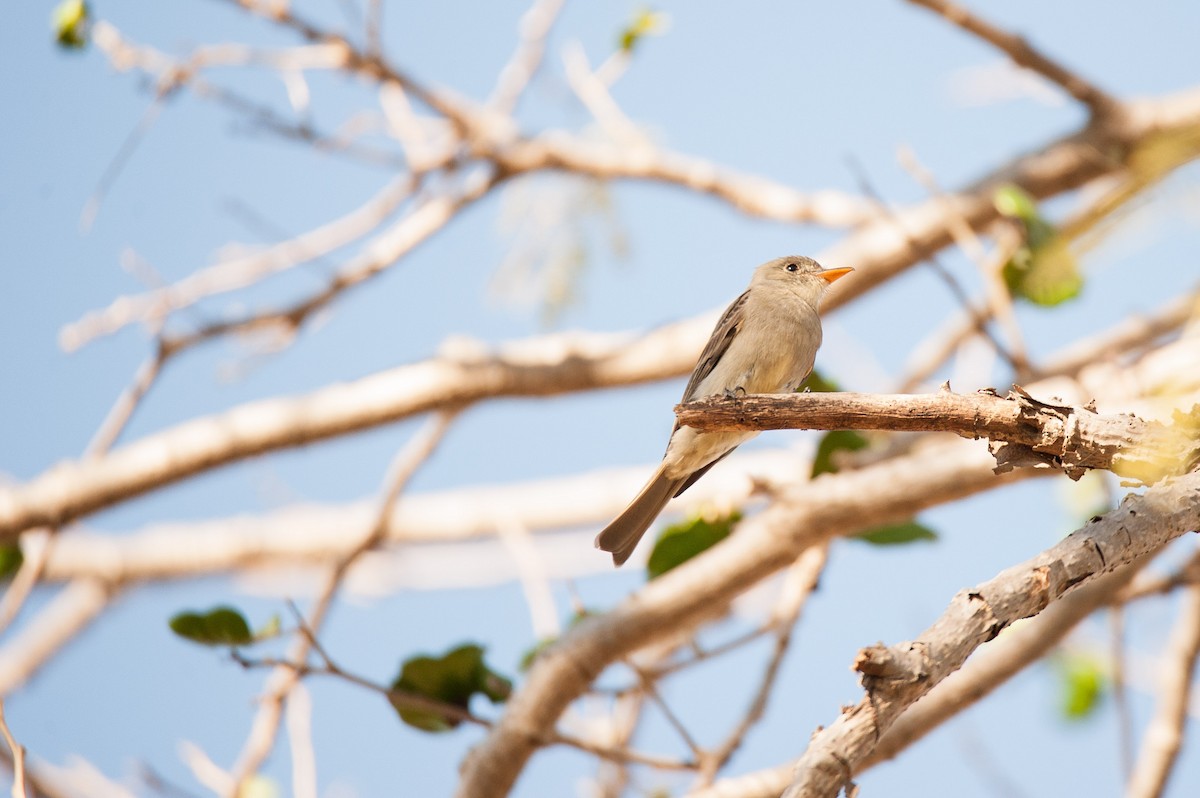 Greater Pewee - ML46482381