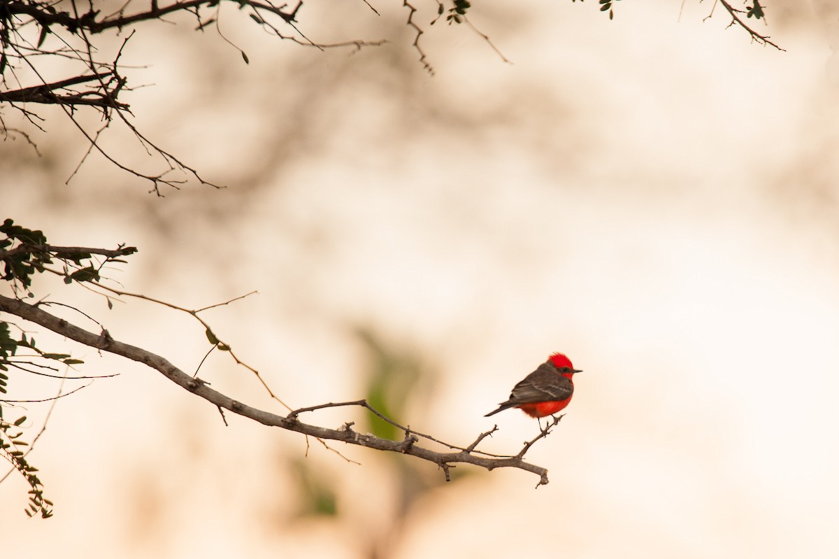 Vermilion Flycatcher - ML46482401