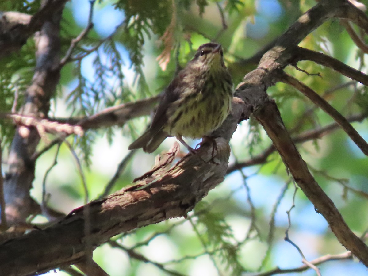 Northern Waterthrush - Carla Bregman