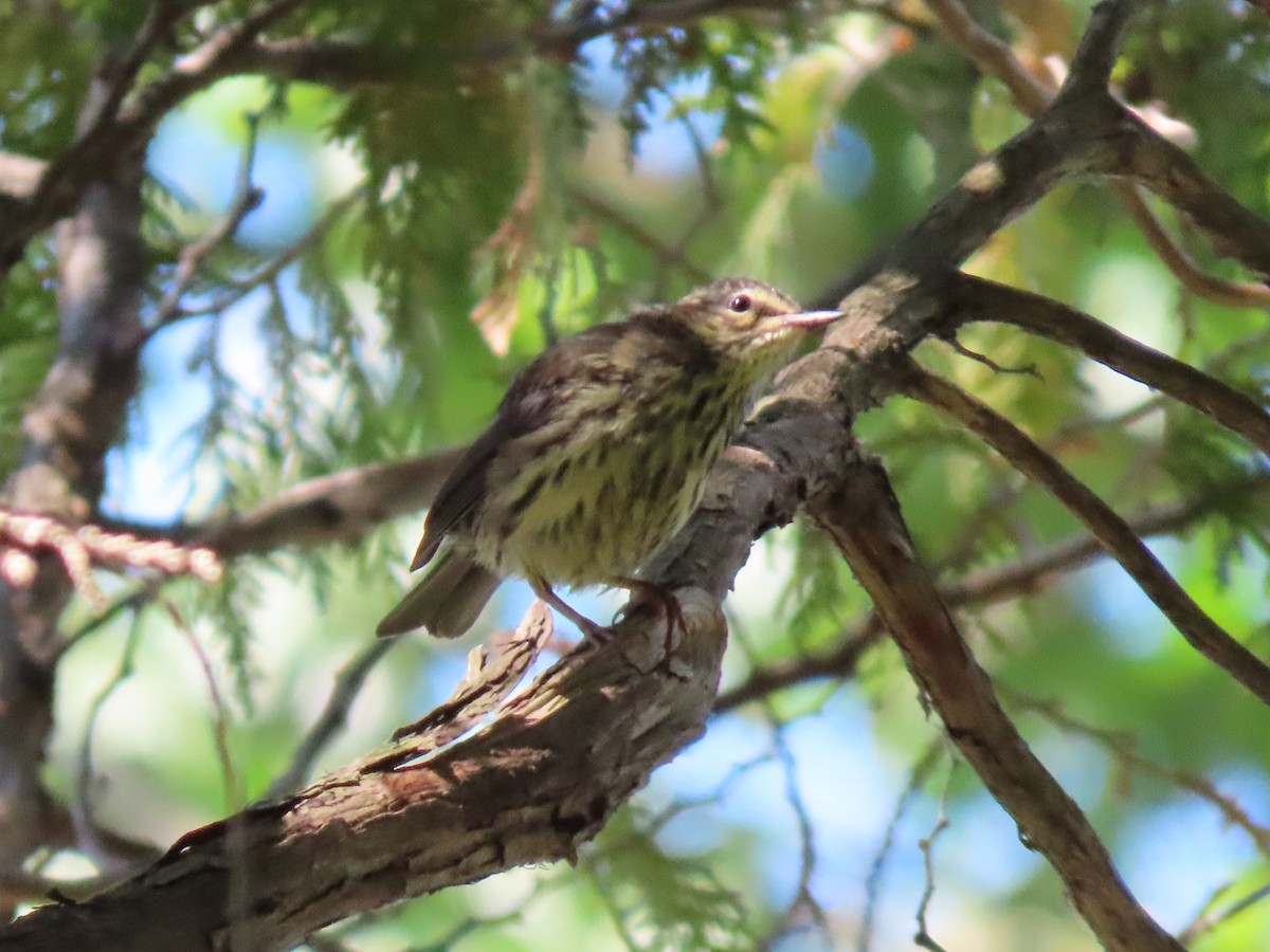 Northern Waterthrush - ML464824141