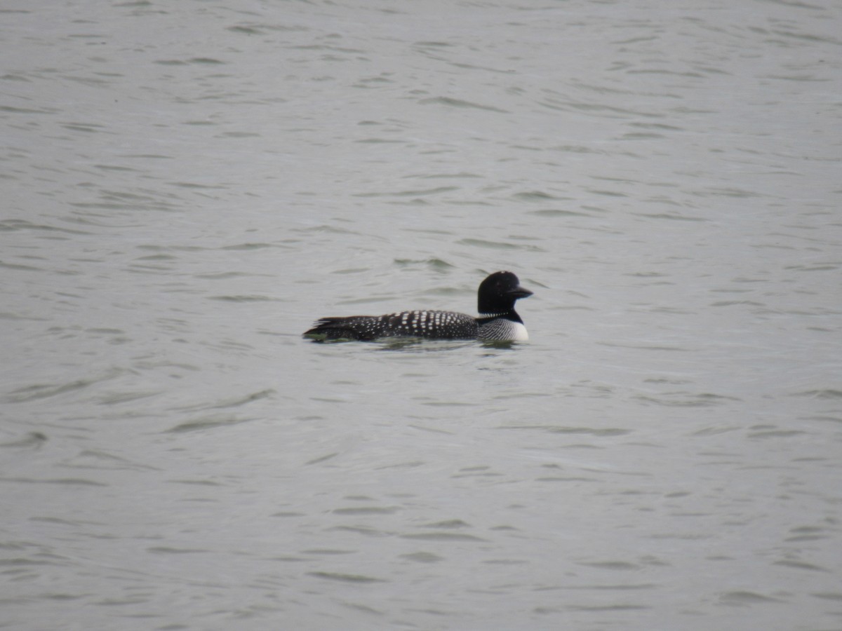 Common Loon - Mike Champine