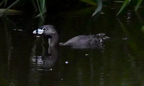 Pied-billed Grebe - ML464824281