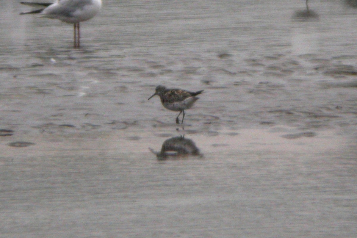 Great Knot - Chris Batty