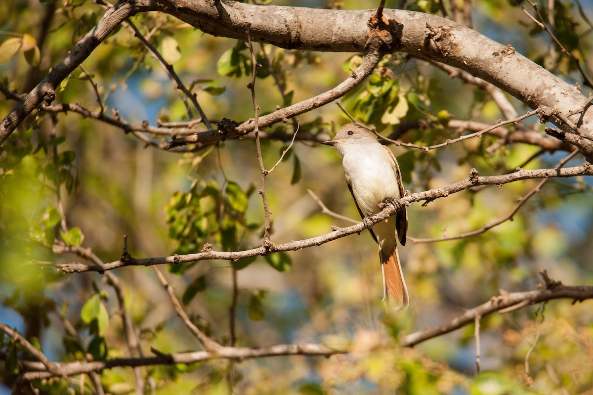 Ash-throated Flycatcher - ML46482461