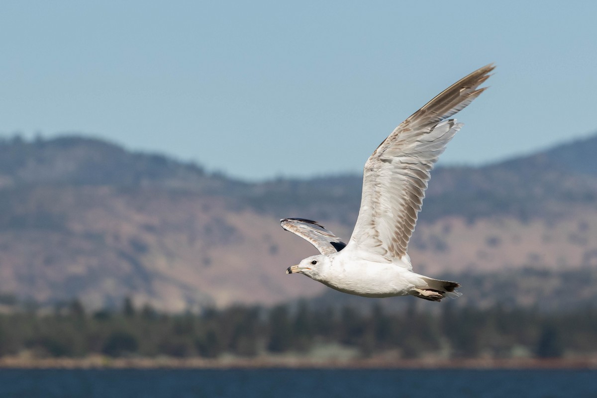 Ring-billed Gull - Alex Lamoreaux