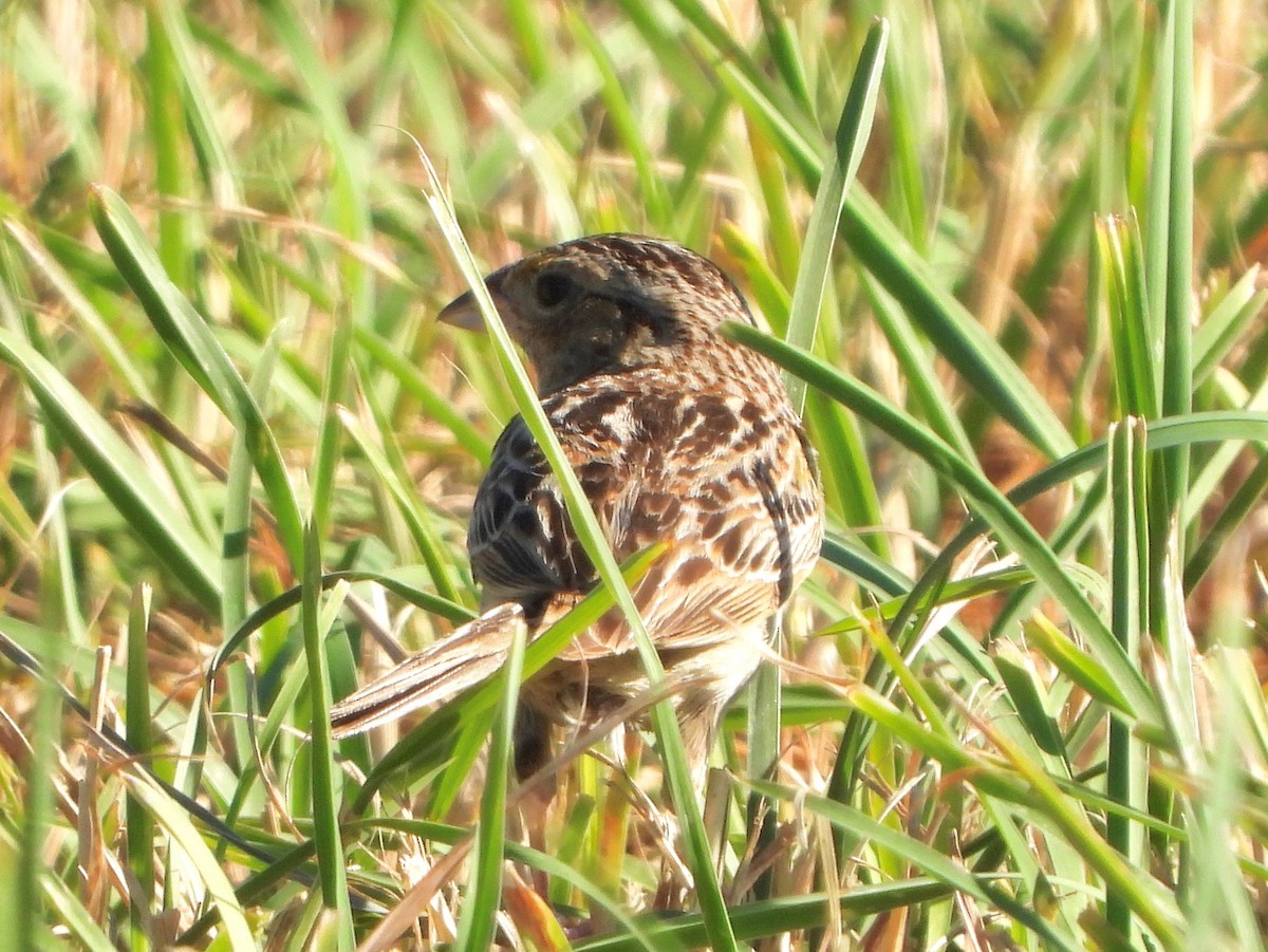 Grasshopper Sparrow - ML464825441