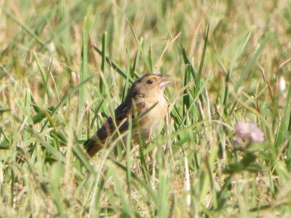 Grasshopper Sparrow - ML464825451