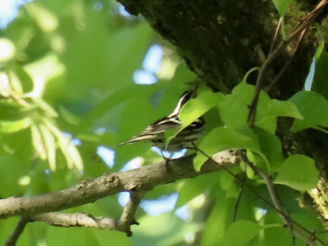 Black-and-white Warbler - ML464825811