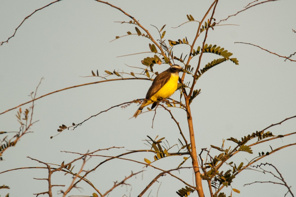 Social Flycatcher - ML46482631