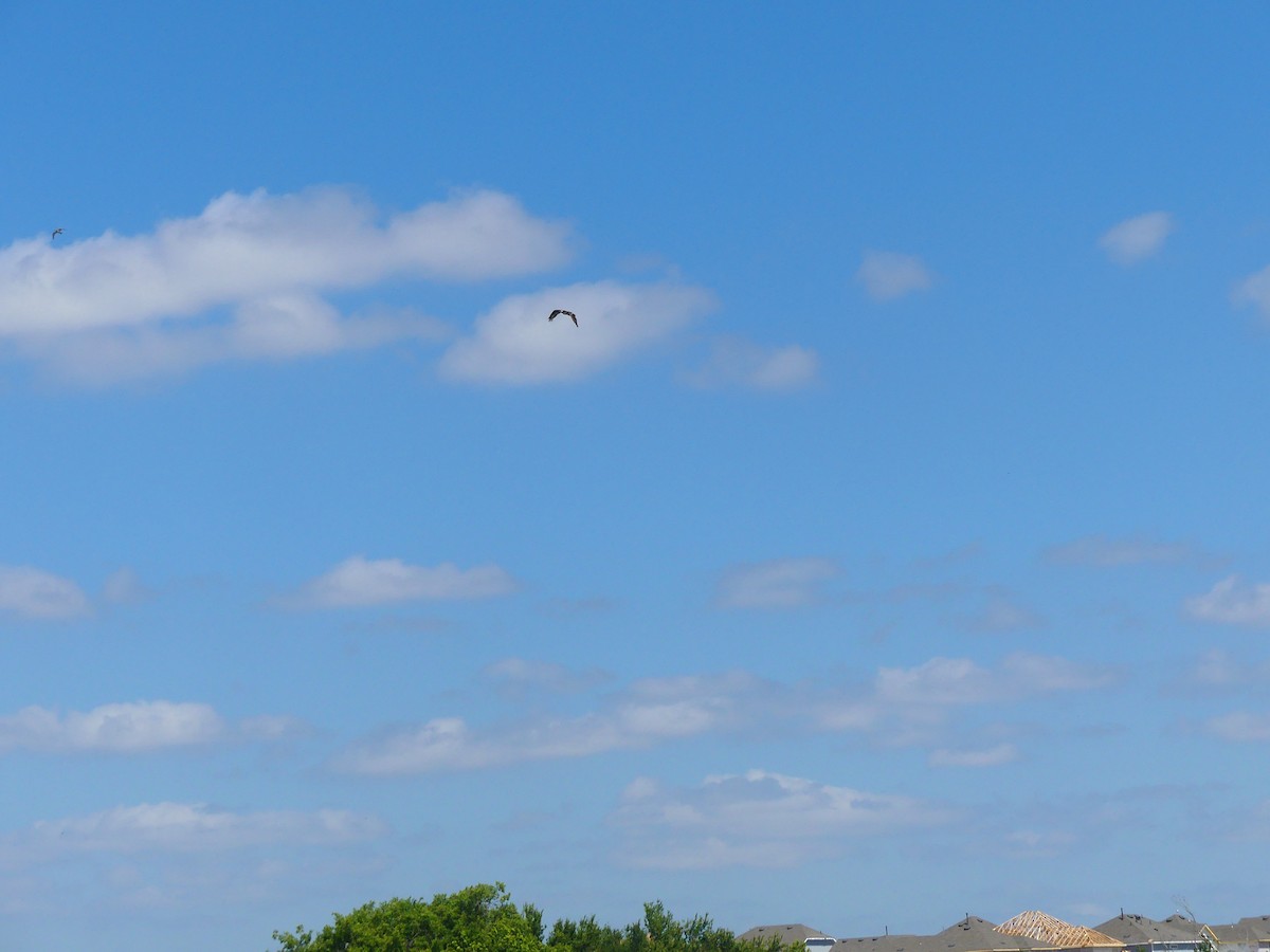 Osprey - ML464826501