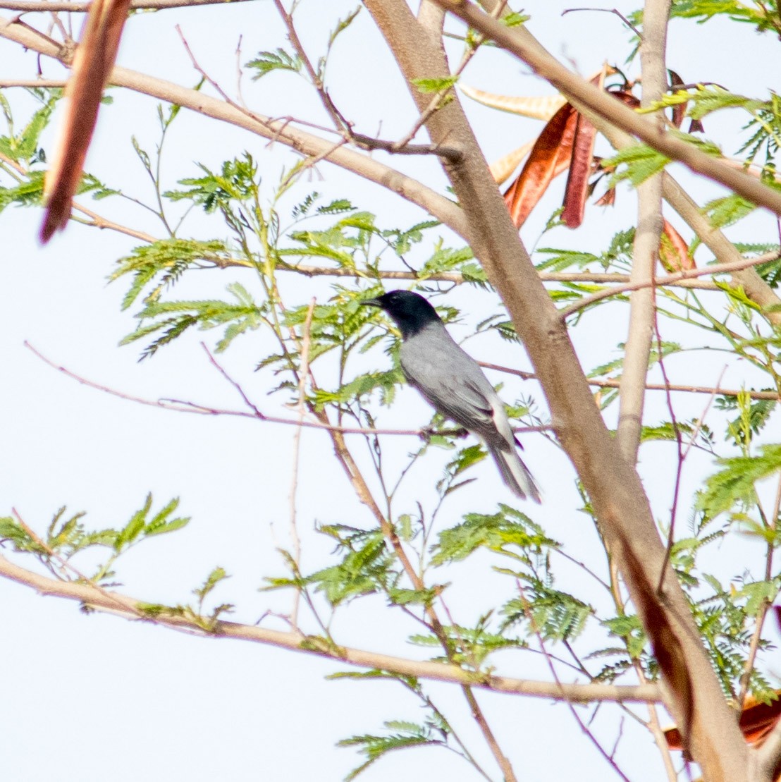 Black-headed Cuckooshrike - ML464827321