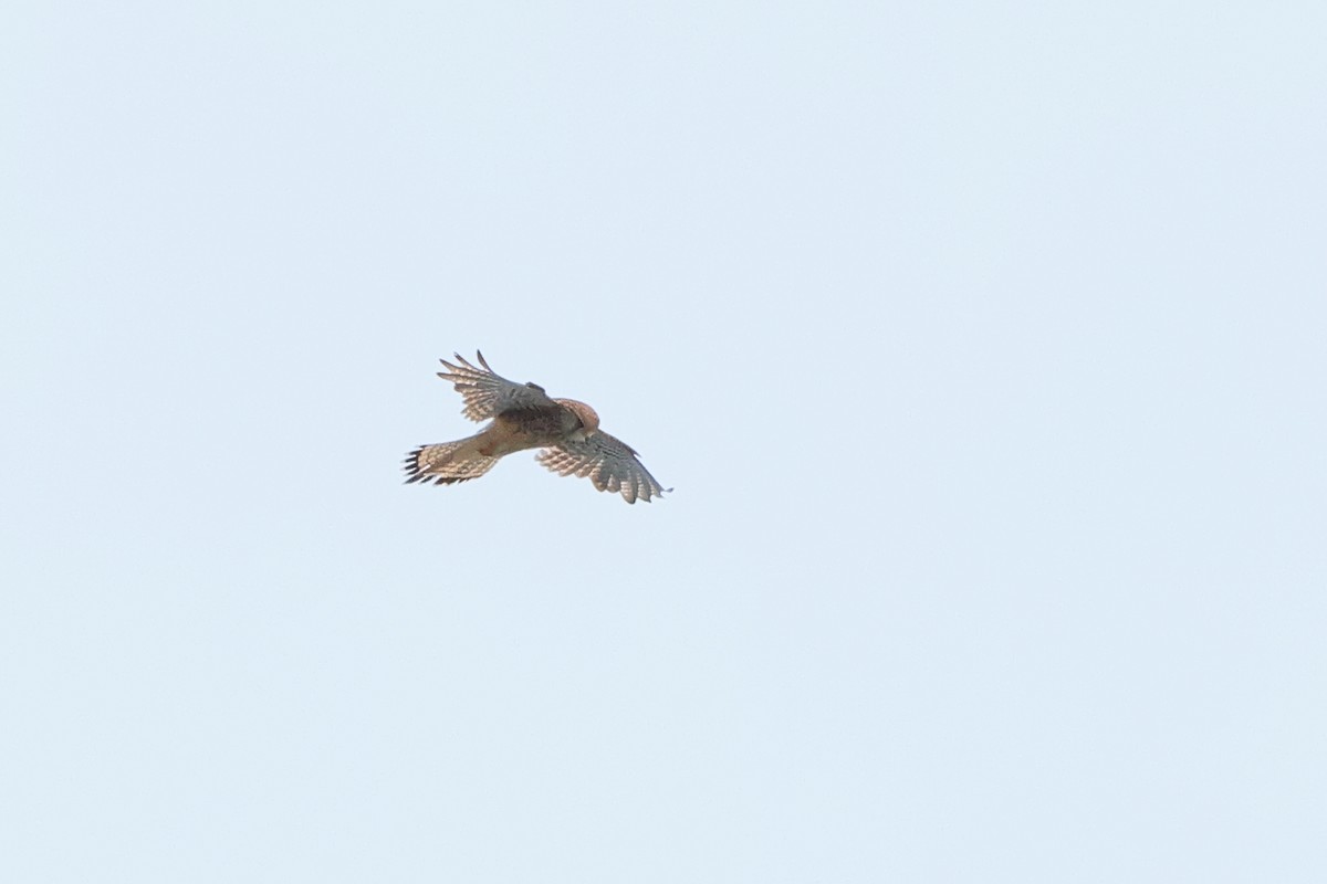 Eurasian Kestrel (Eurasian) - Paul (Mac) Smith   🦅