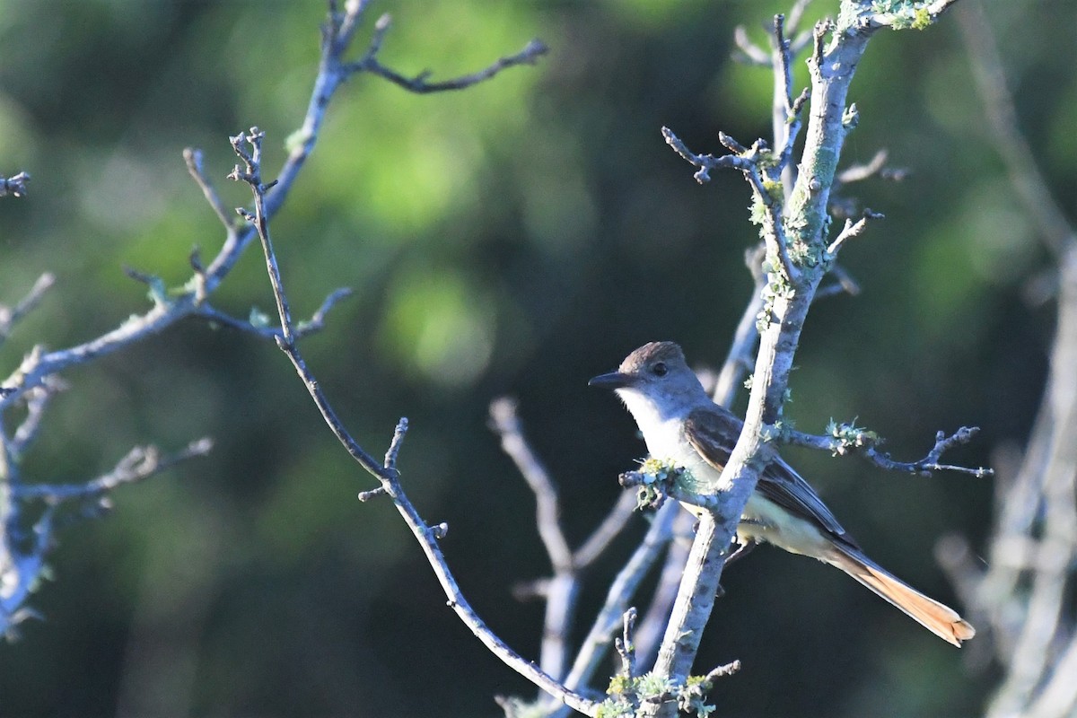 Brown-crested Flycatcher - ML464829121