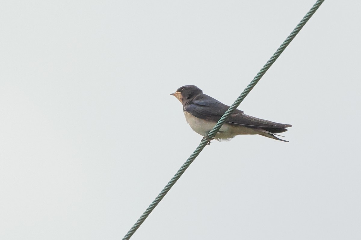 Barn Swallow - ML464829211