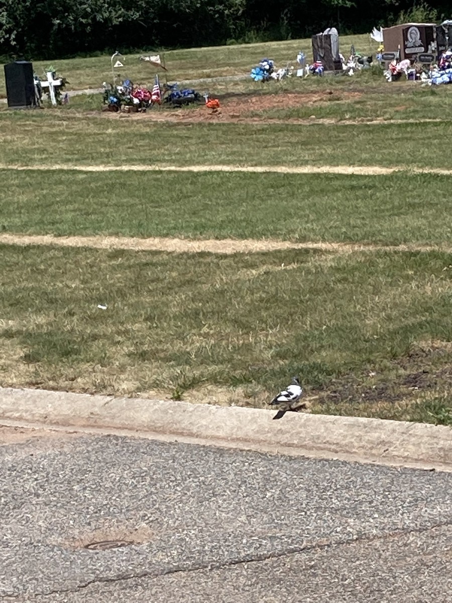 Rock Pigeon (Feral Pigeon) - ML464830291