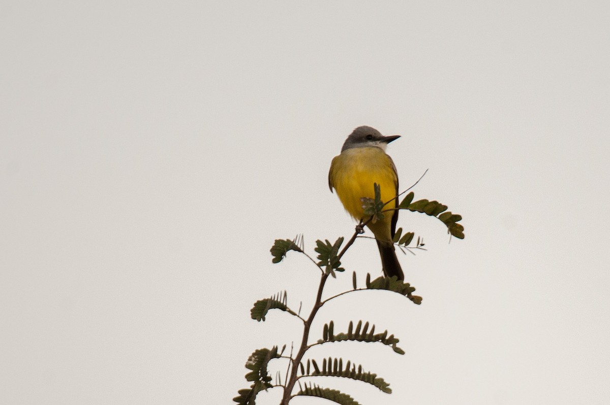 Tropical Kingbird - ML46483101