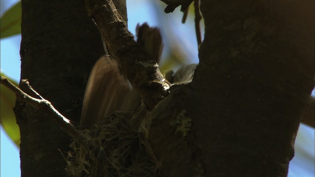 Black-throated Gray Warbler - ML464832