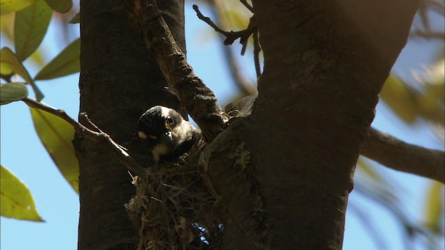 Black-throated Gray Warbler - ML464833