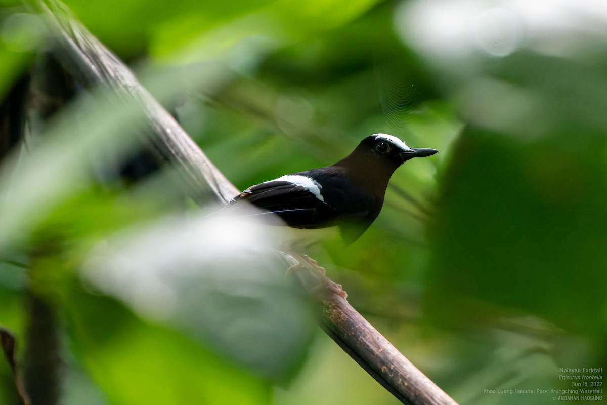 White-crowned Forktail (Malaysian) - Andaman Kaosung