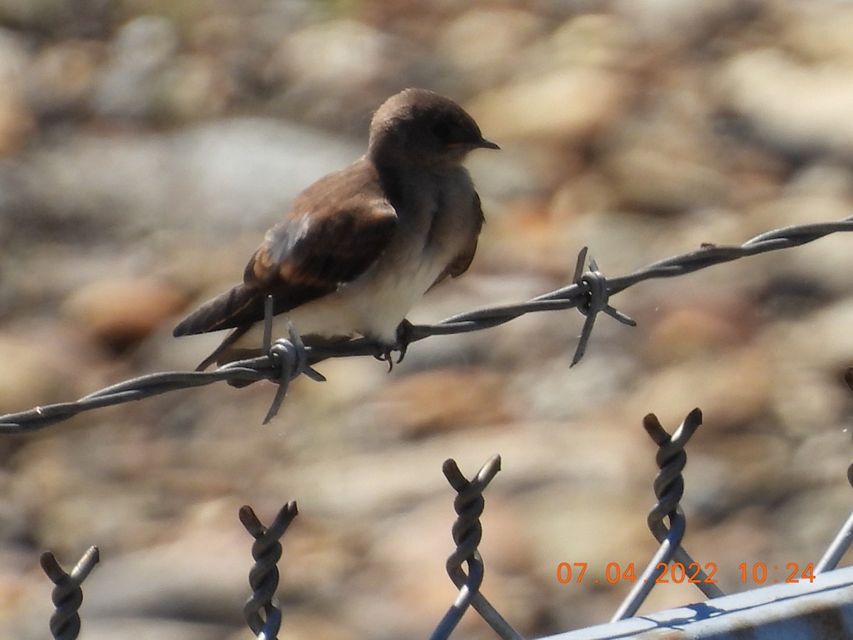 Northern Rough-winged Swallow - ML464834141