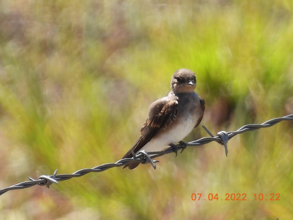 Golondrina Aserrada - ML464834151