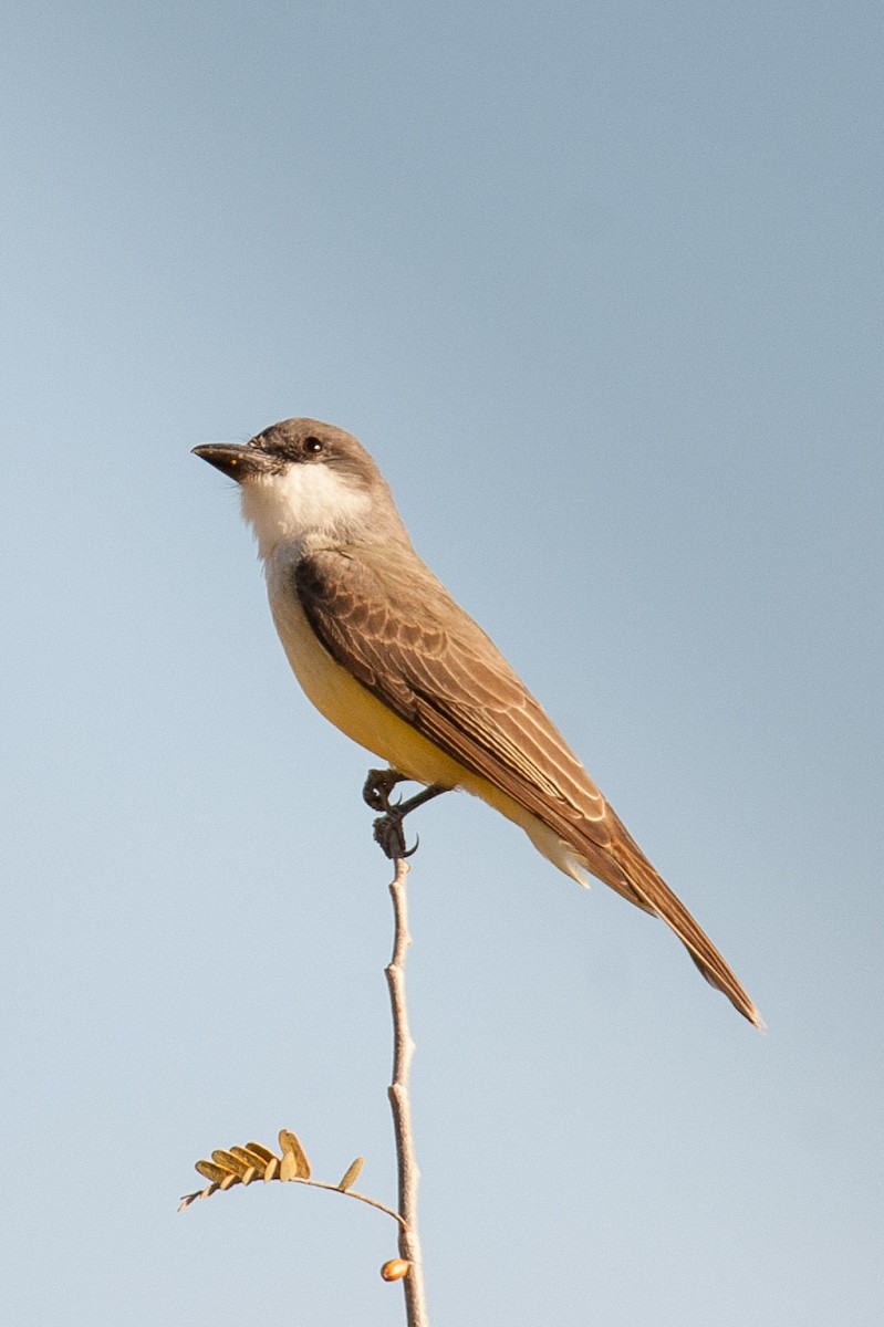 Thick-billed Kingbird - ML46483441