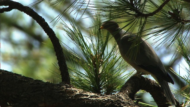 Полосатохвостый голубь [группа fasciata] - ML464835