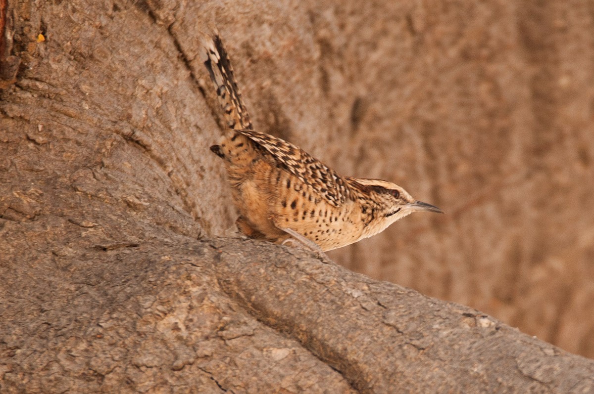 Spotted Wren - ML46483501