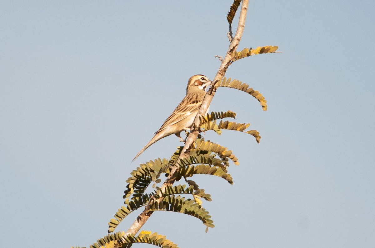 Lark Sparrow - ML46483551