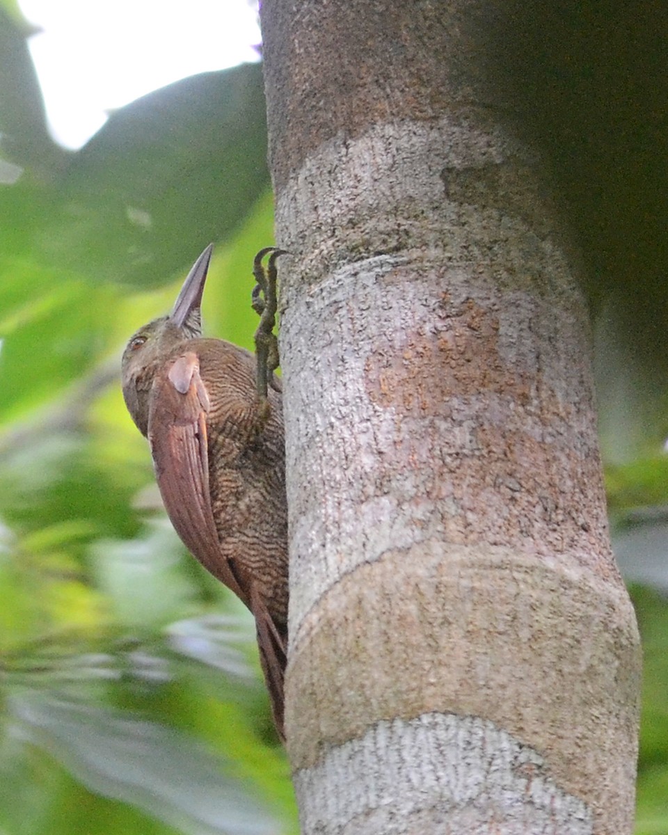 Bar-bellied Woodcreeper - ML464835721