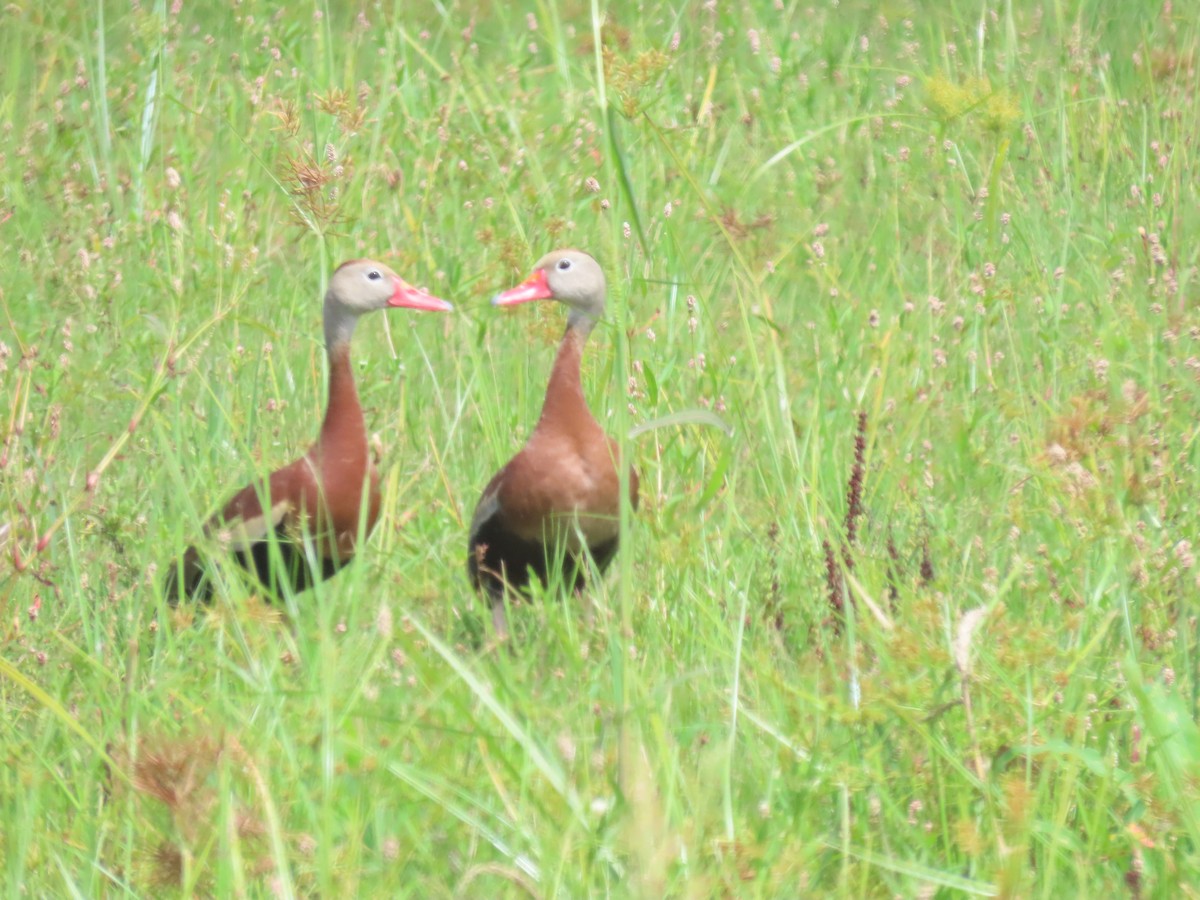 Black-bellied Whistling-Duck - ML464836311