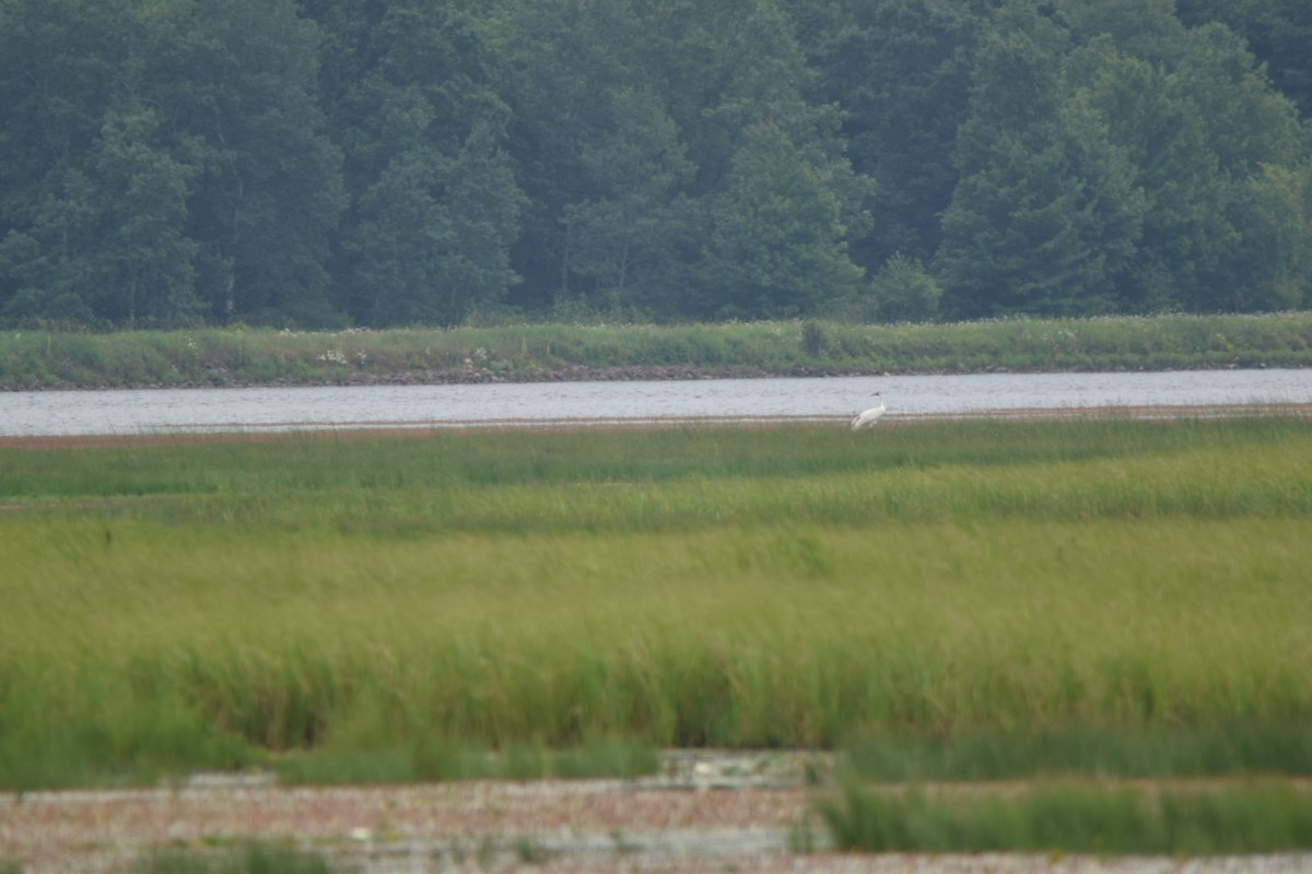 Whooping Crane - ML464836481