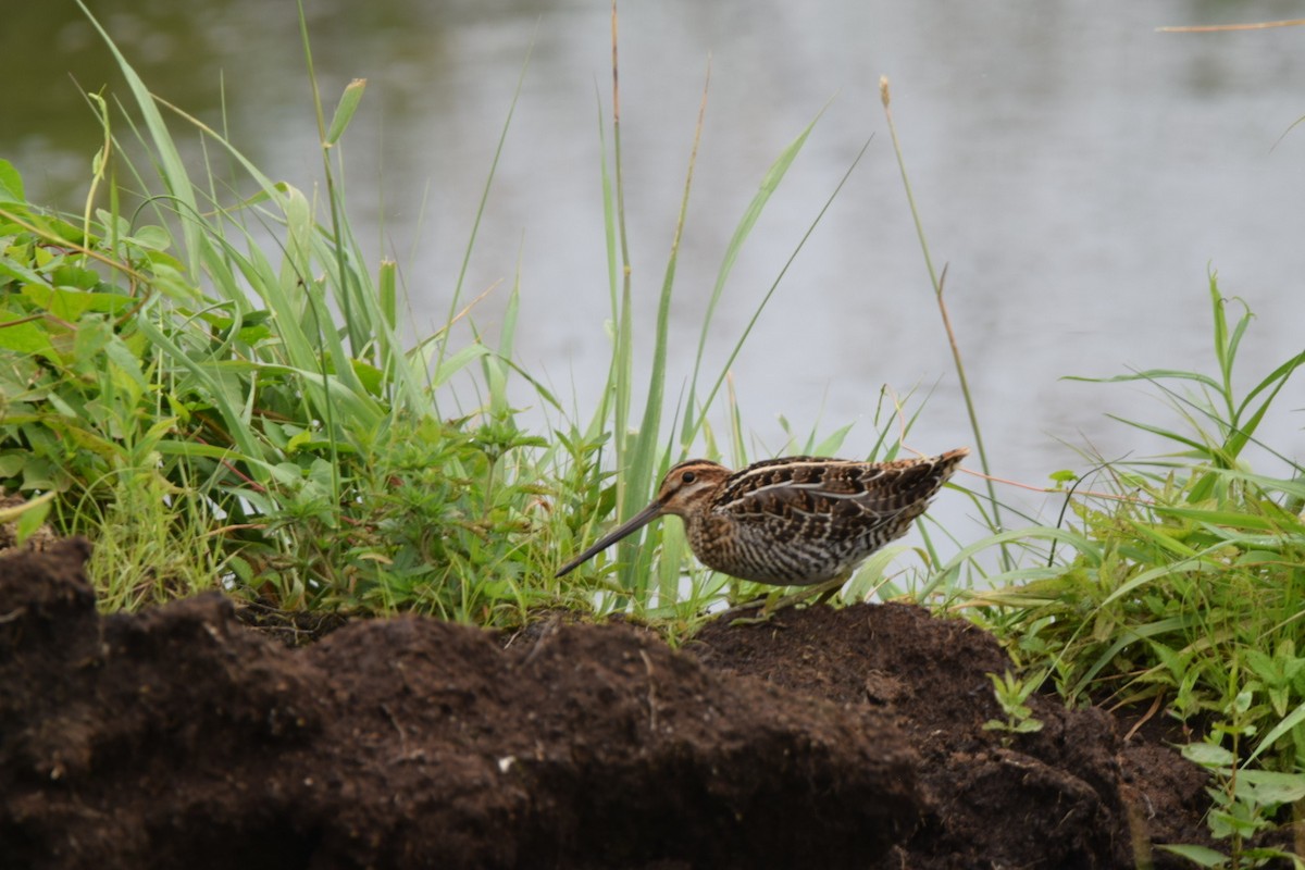 Wilson's Snipe - ML464836581