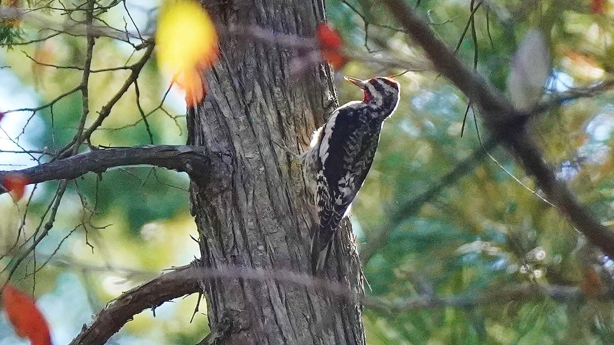 Yellow-bellied Sapsucker - ML464837021
