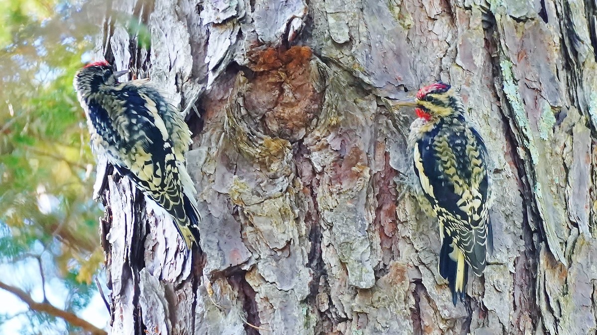Yellow-bellied Sapsucker - ML464837031