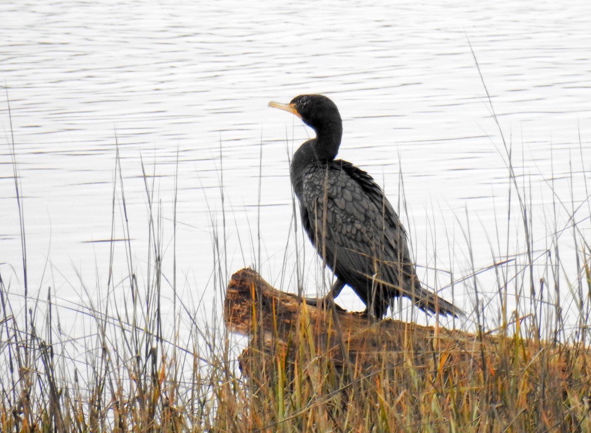 Double-crested Cormorant - Stephen Lester