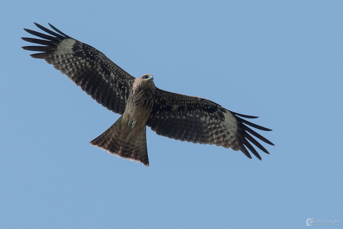 Black Kite (Black-eared) - ML46483981