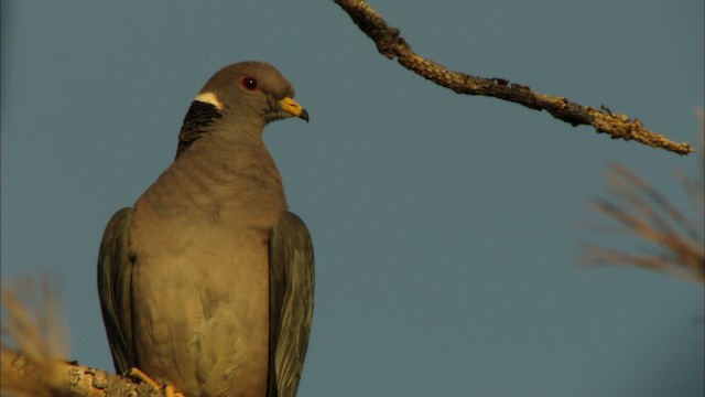 Полосатохвостый голубь [группа fasciata] - ML464840
