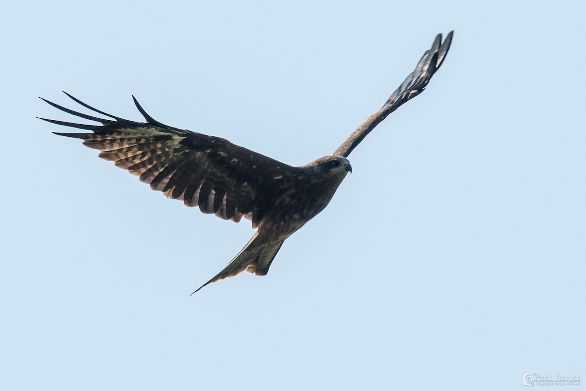 Black Kite (Black-eared) - ML46484051