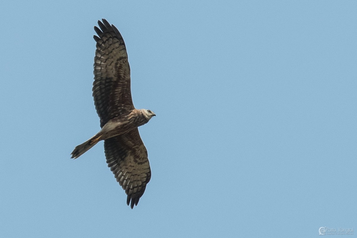 Pied Harrier - Pattaraporn Vangtal