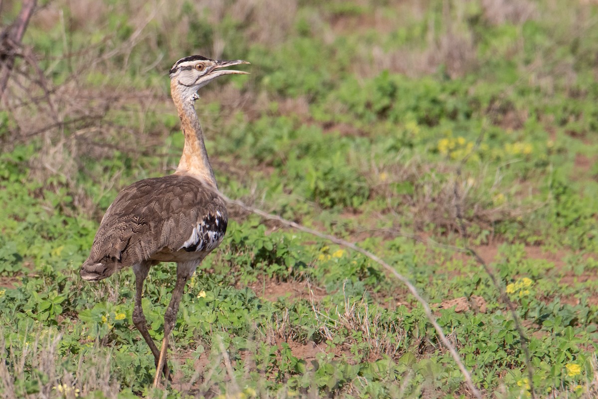 アフリカチュウノガン - ML464841521