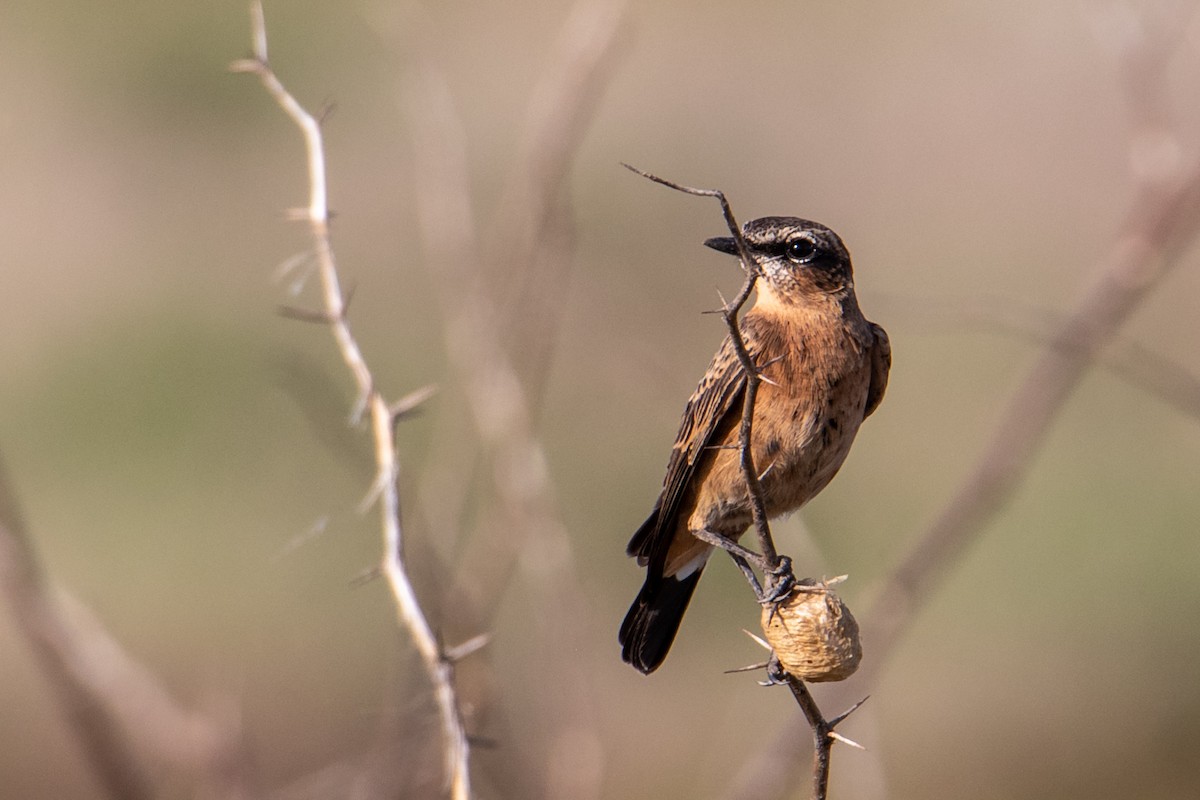 Heuglin's Wheatear - ML464841591