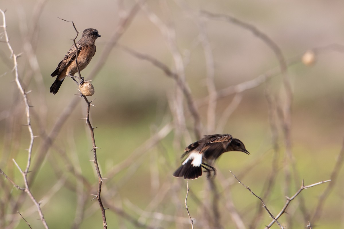 Heuglin's Wheatear - ML464841611